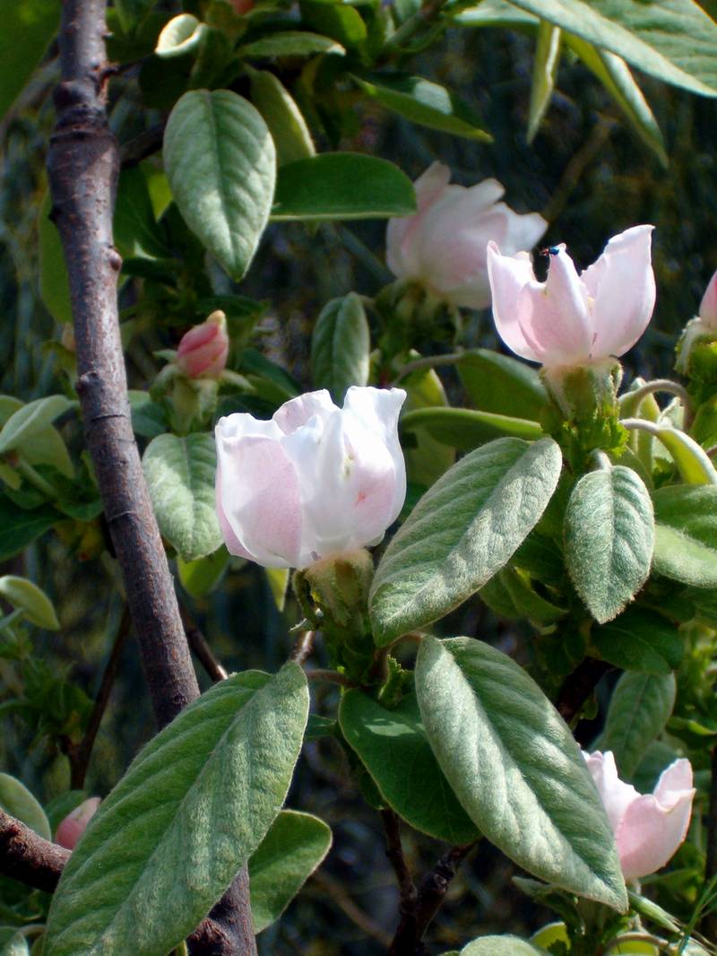 Orchidee, nespolo selvatico, lonicera